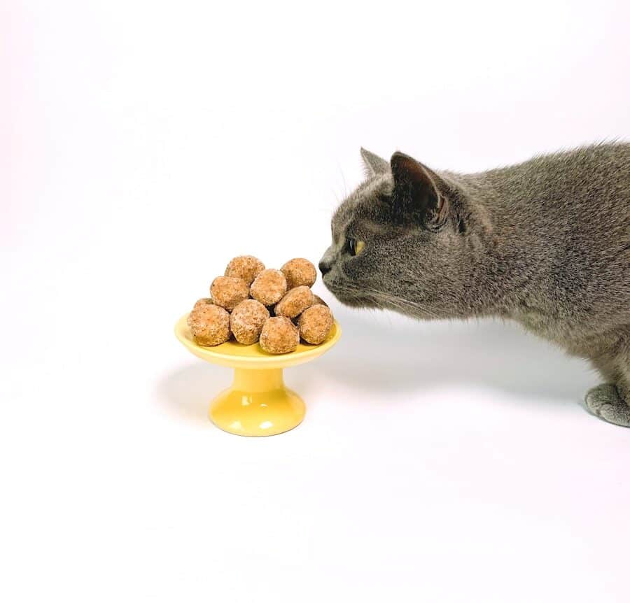 chat stérilisé qui sent un plat de croquettes
