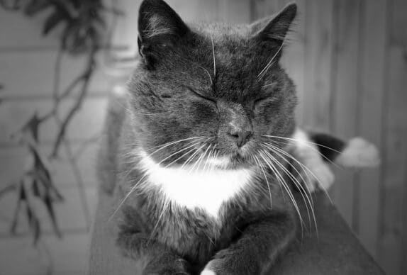 alimentation d'un chat senior