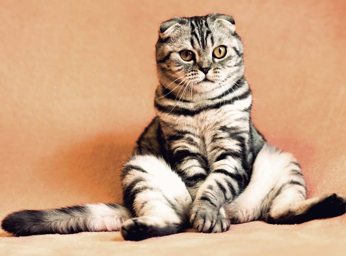 chat assis qui a des problèmes urinaires