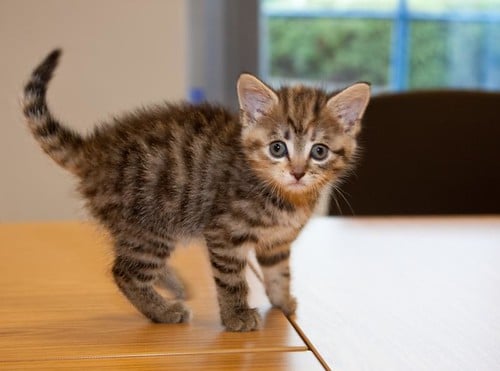 chaton et alimentation