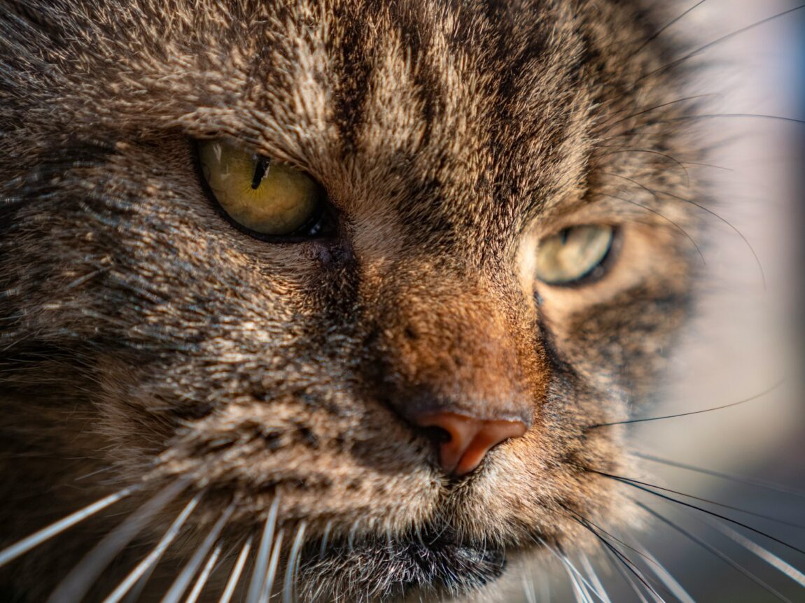 chat sénior qui a besoin de vitamines