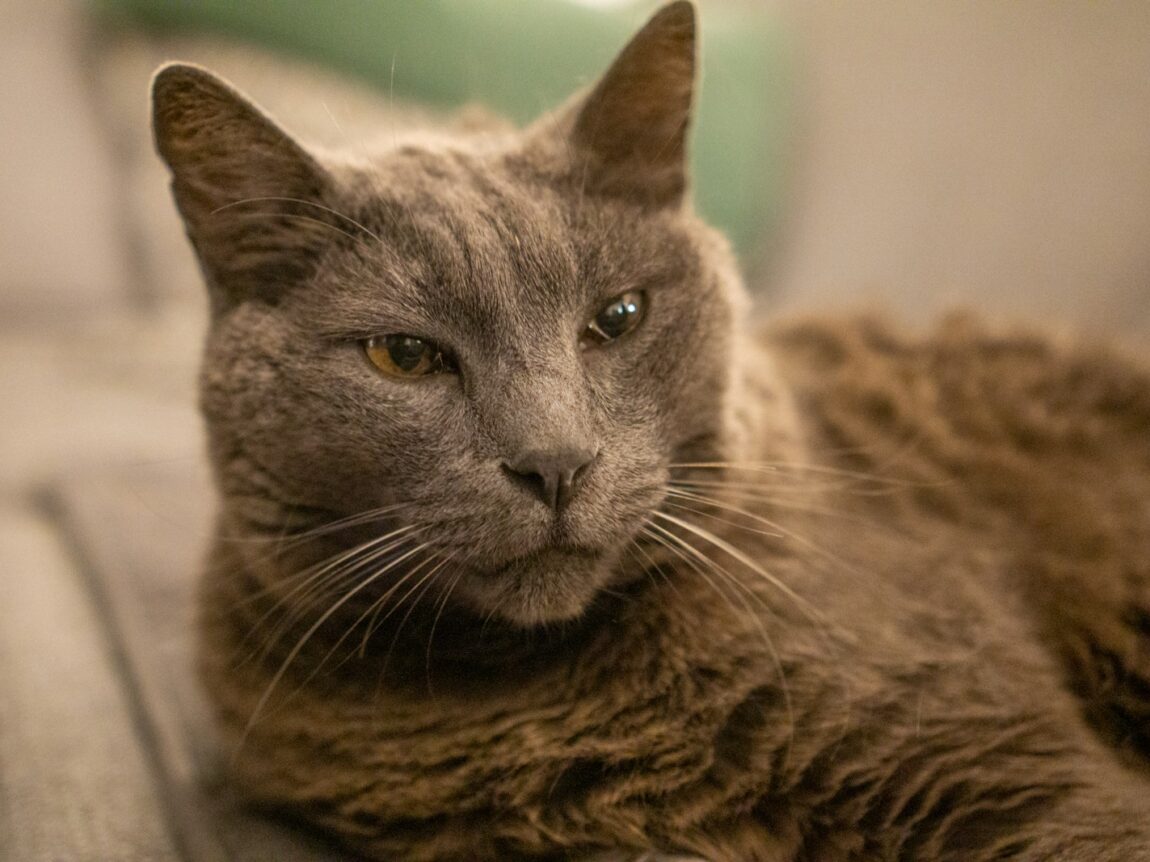 hydratation chat âgé