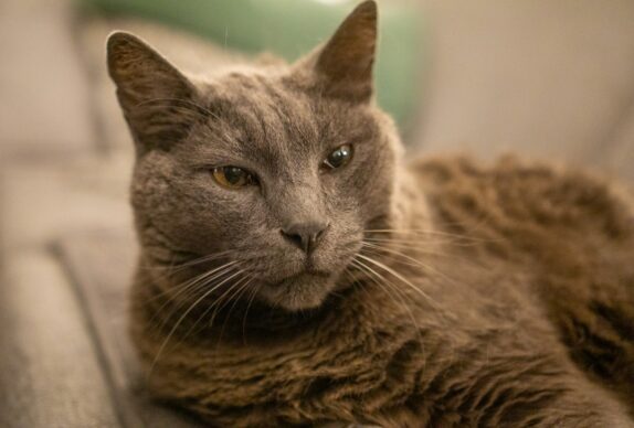 hydratation chat âgé