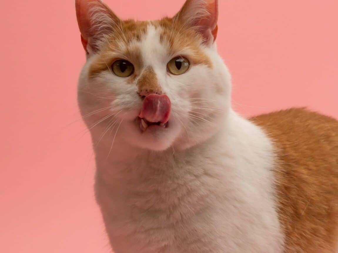 chat qui se lèche le nez