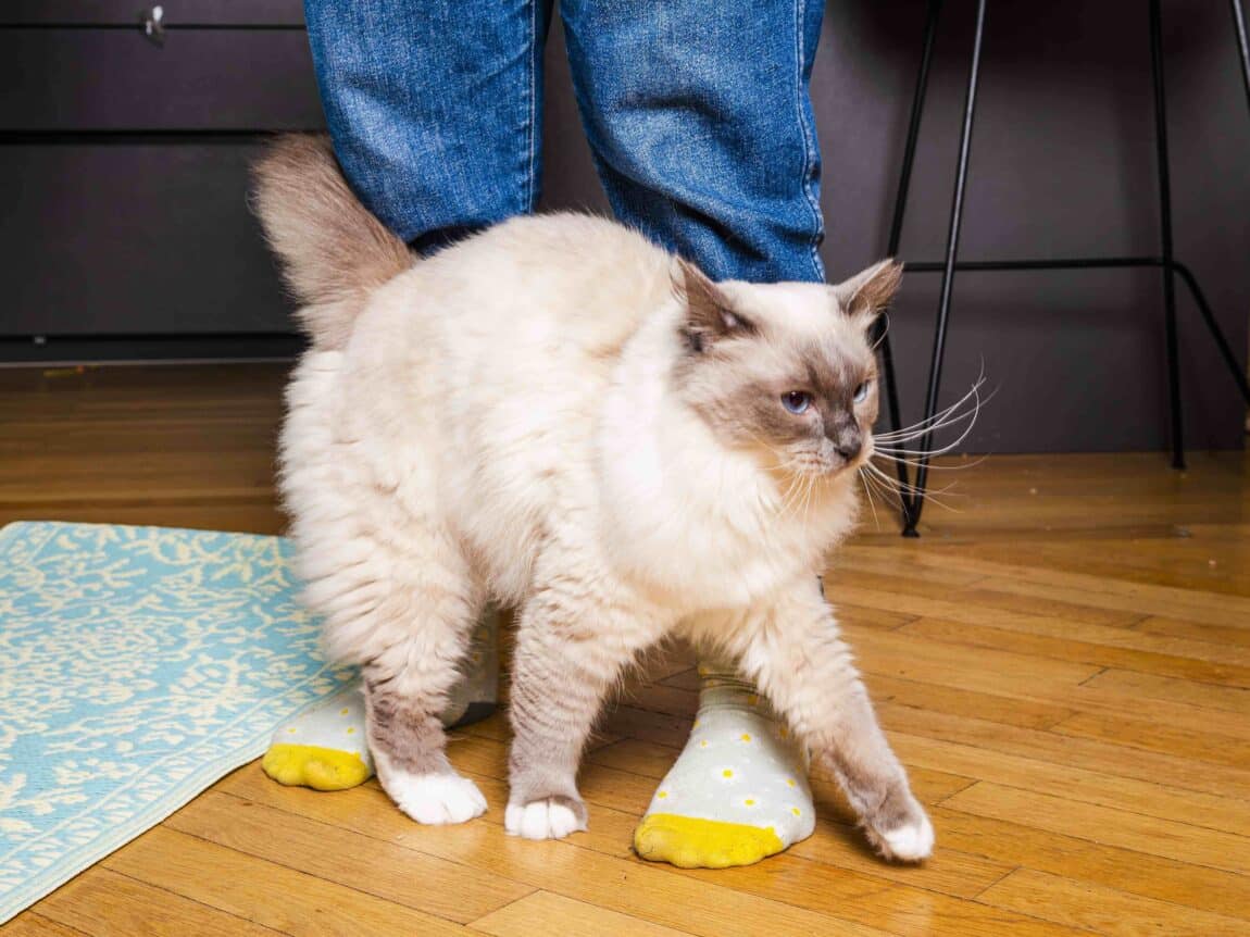 code promo croquettes chat