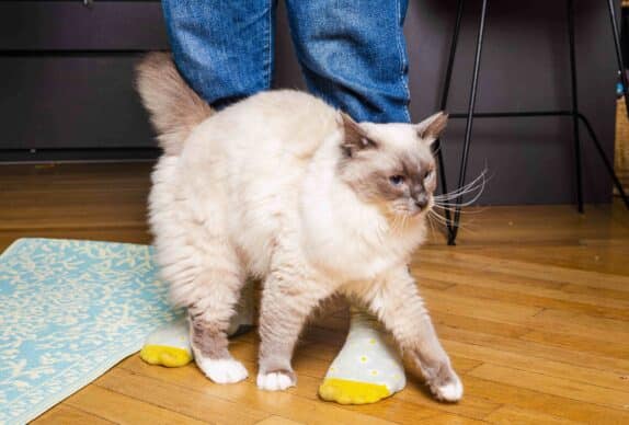 code promo croquettes chat