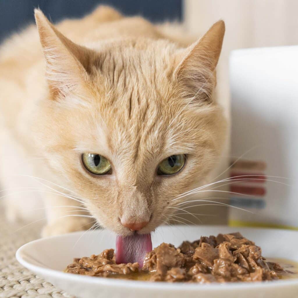 Pâtée effilochée en sauce