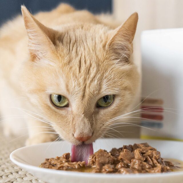 Pâtée effilochée en sauce