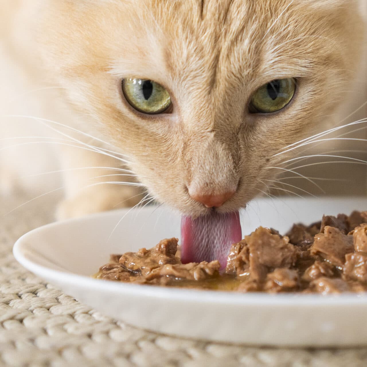 Pâtée effilochée en gelée au saumon
