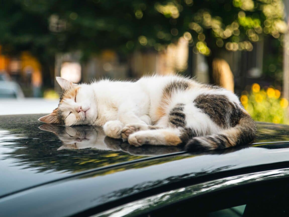 Chat qui a trop chaud sur le toit d'une voiture