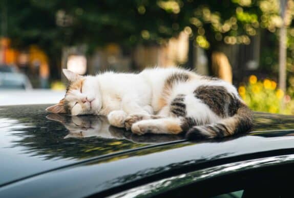 Chat qui a trop chaud sur le toit d'une voiture