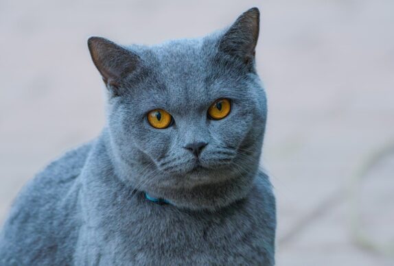 chat bleu qui vieillit
