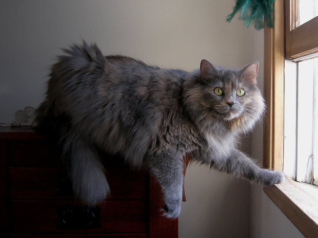 Chat obèse et qui doit faire un régime