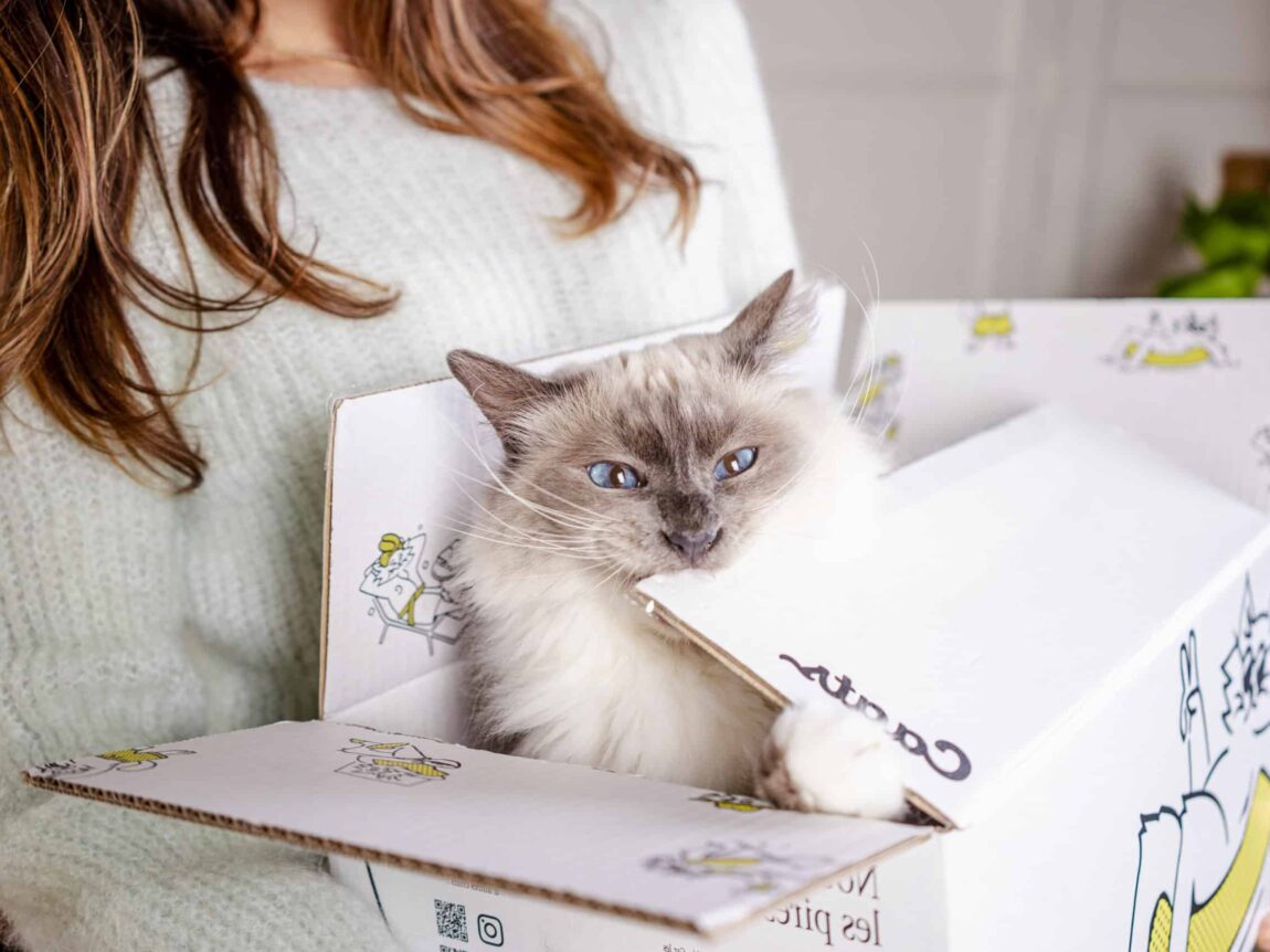 chat qui mord un carton de nourriture