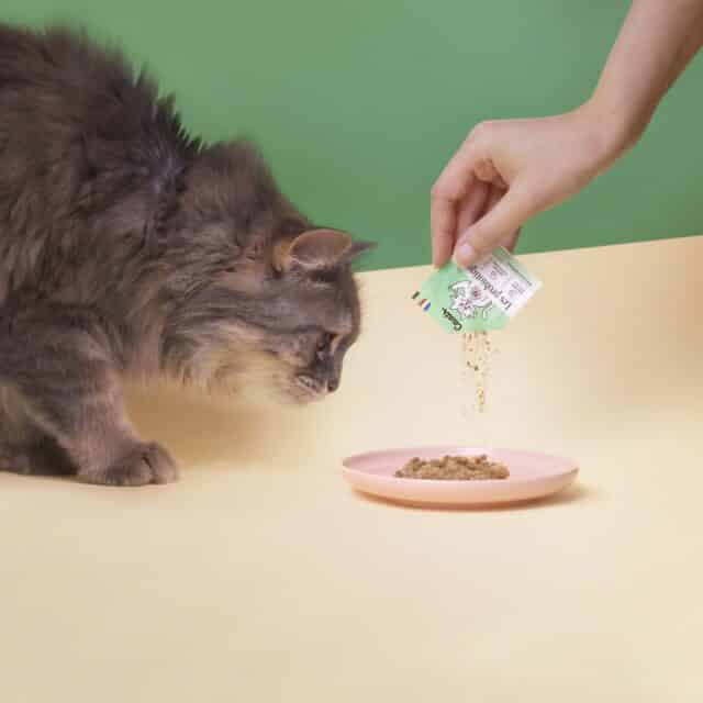 probiotiques pour chats