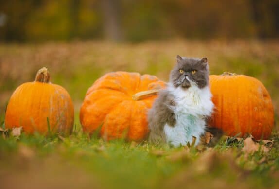 chat avec des citrouilles
