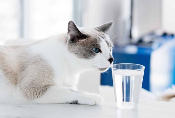 chat qui boit problème rénaux