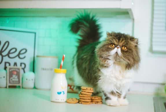 chat aliments interdits