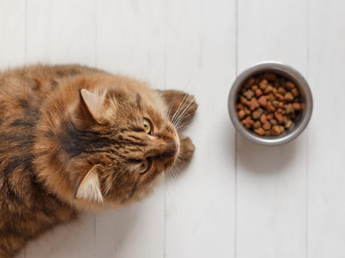 Chat qui mange beaucoup, devant sa gamelle.