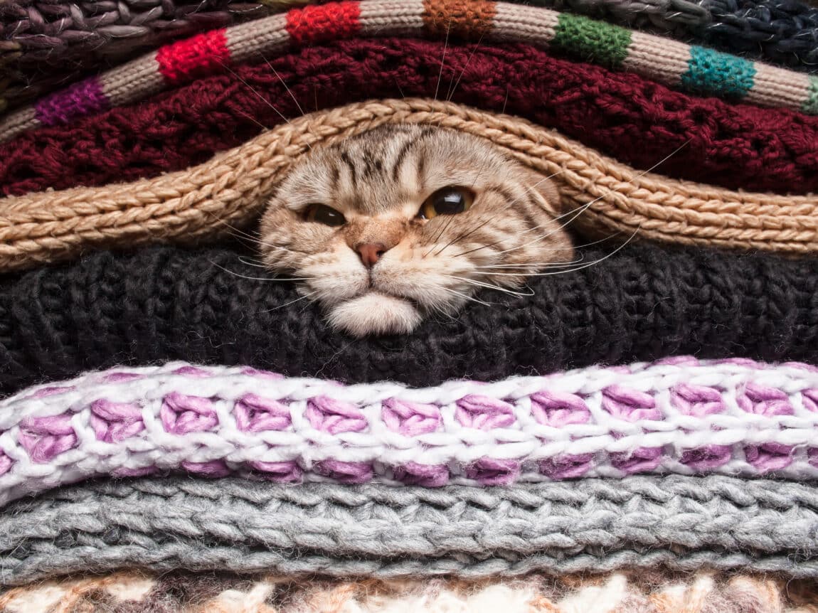chat qui se prépare pour l'hiver