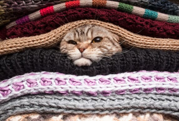chat qui se prépare pour l'hiver