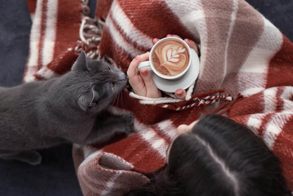 chat qui renifle un café