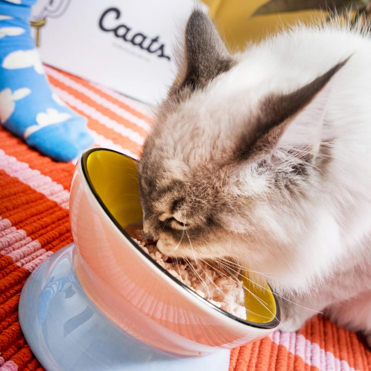 chat qui mange de la pâtée thon et saumon