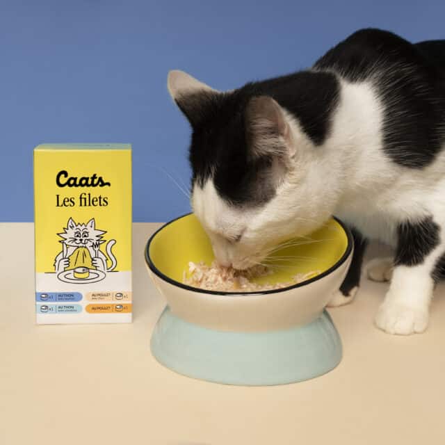 chat qui mange de la pâtée pour chat (filets)