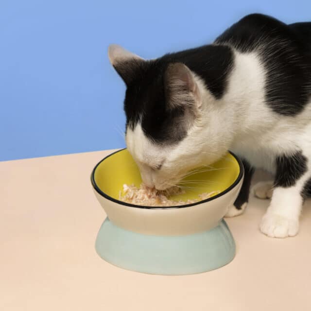 chat qui mange de la pâtée pour chat