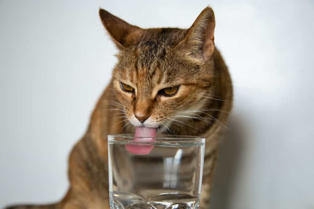 Chat stérilisé qui boit de l'eau