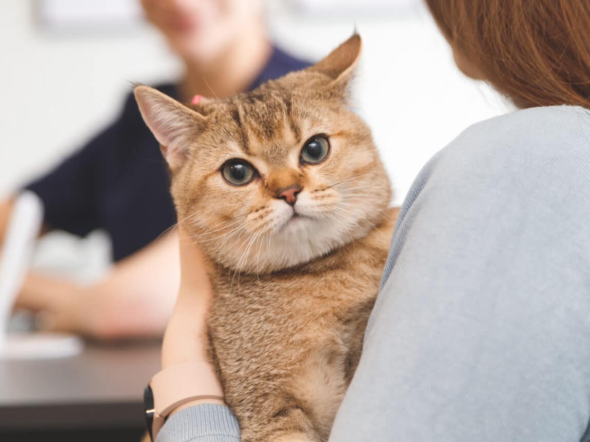 Chat stérilisé dans les mains d'une femme à la réception de la clinique vétérinaire