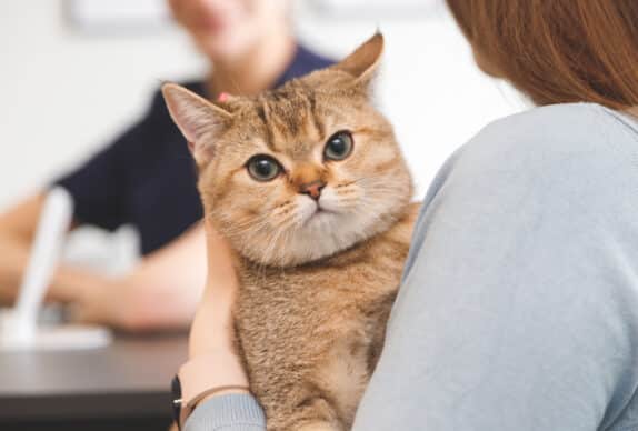 Chat stérilisé dans les mains d'une femme à la réception de la clinique vétérinaire