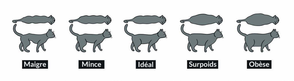 indicateur poids chat