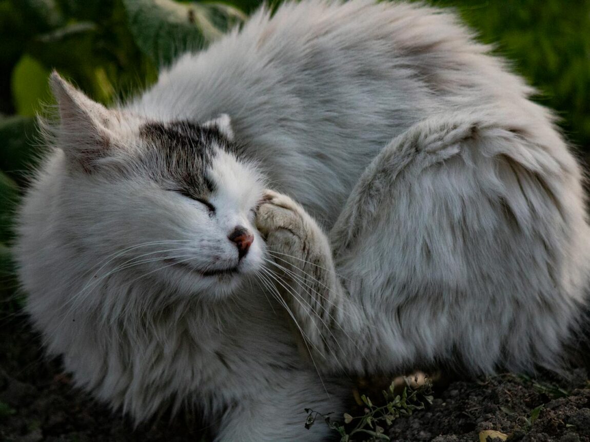 Chat qui se gratte