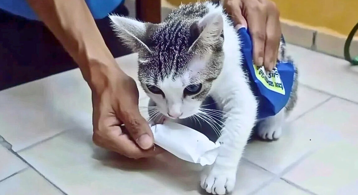 Chat noir et blanc transportant des paquets de drogue sur le dos, intercepté par les autorités pénitentiaires au Costa Rica.