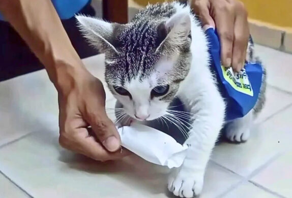 Chat noir et blanc transportant des paquets de drogue sur le dos, intercepté par les autorités pénitentiaires au Costa Rica.