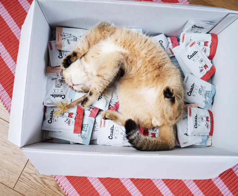 chat qui nage dans des sachets de pâtée