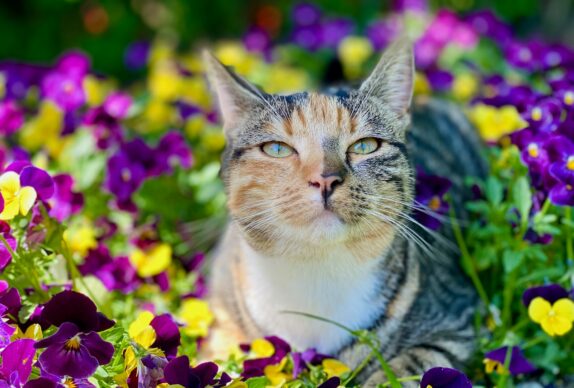 un chat allongé dans un champ de fleurs