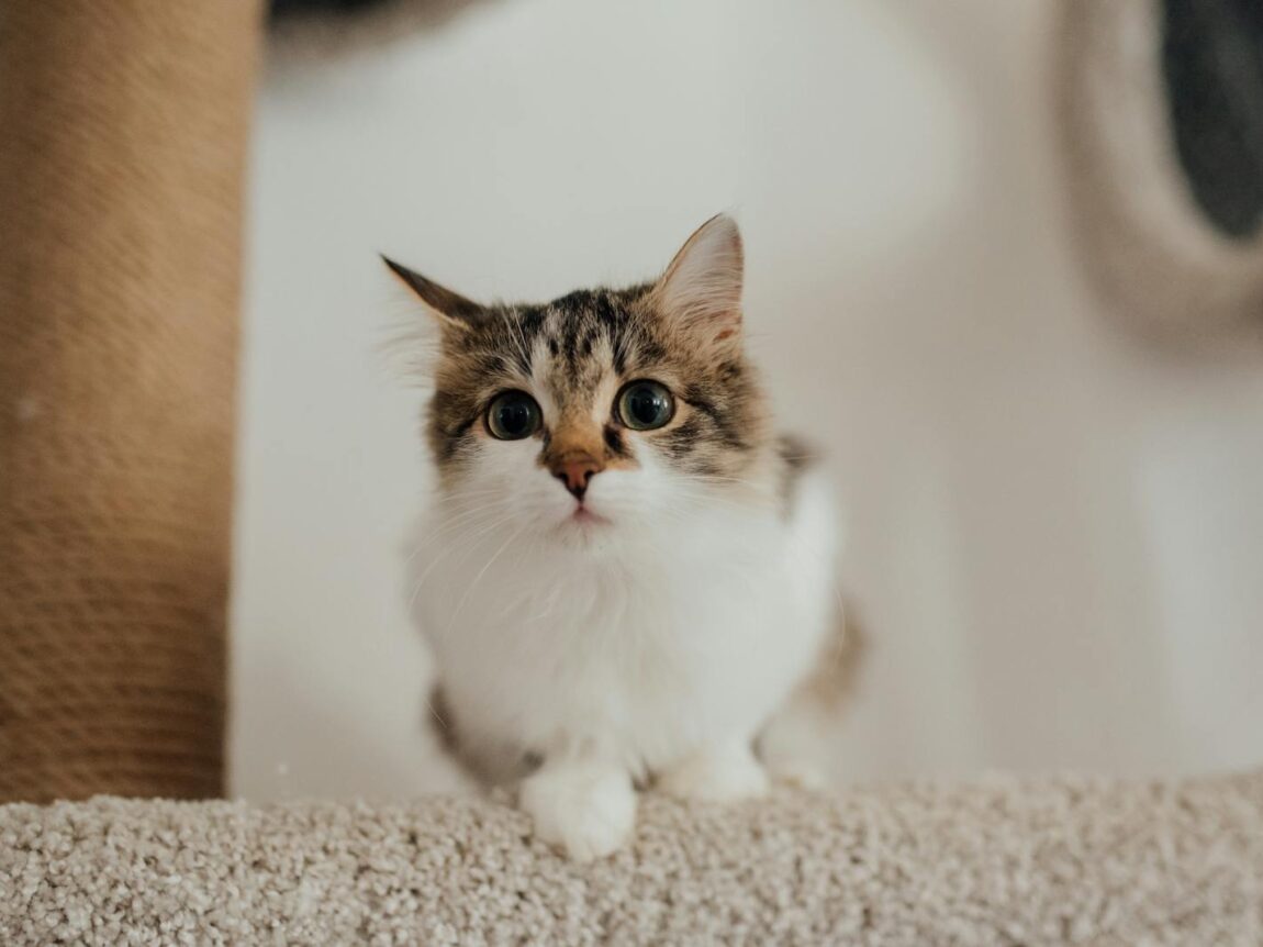 chat mignon sur son arbre à chat