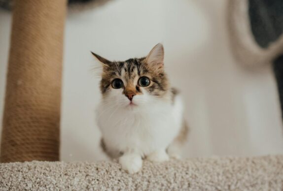chat mignon sur son arbre à chat