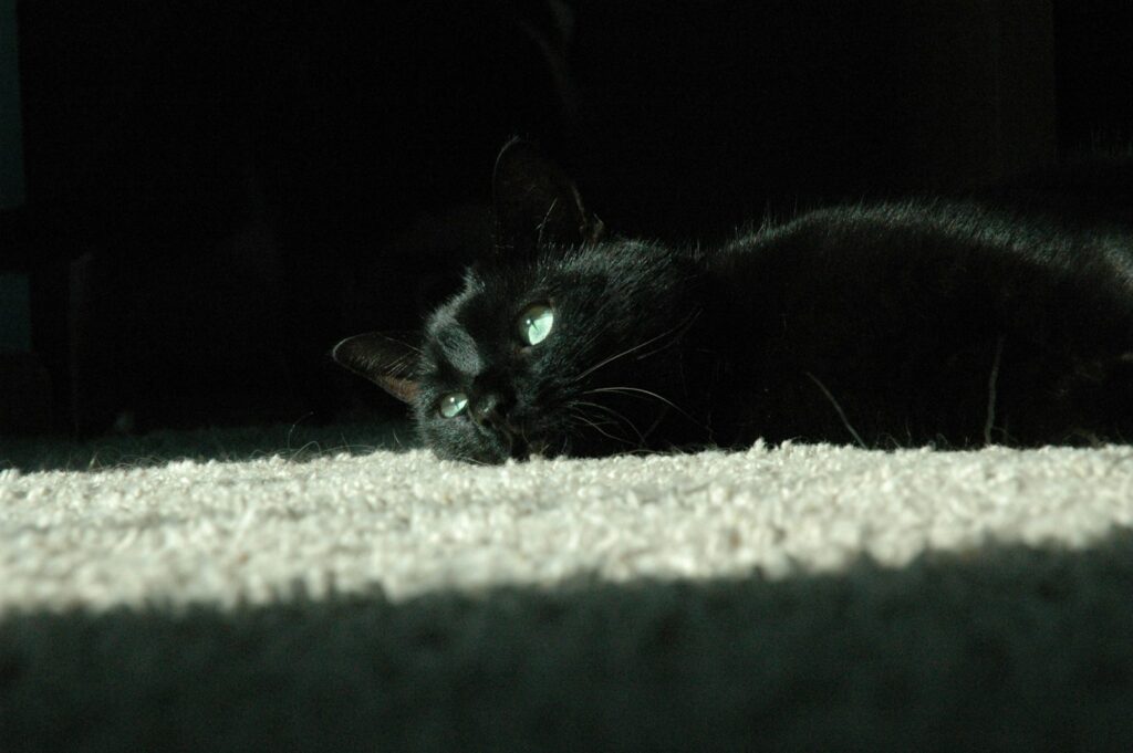 Chat noir allongé par terre