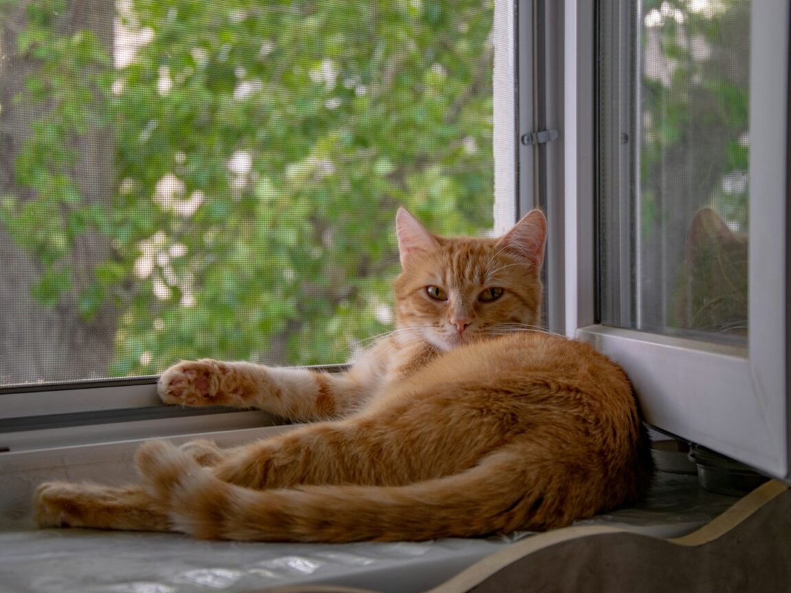 chat roux qui a chaud