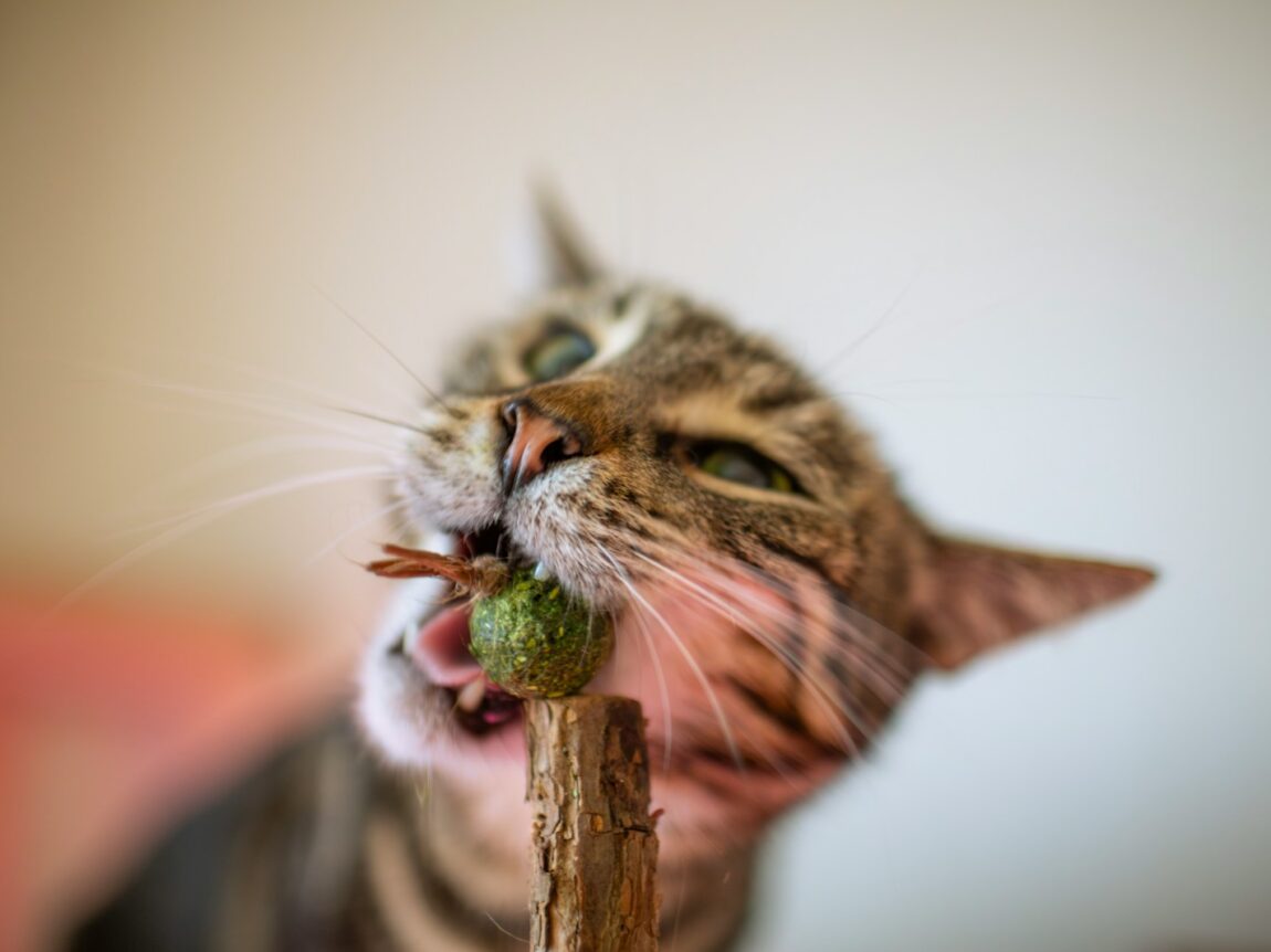 Cat enjoys catnip.