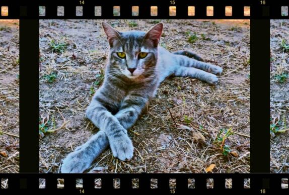 Chat qui prend la pose