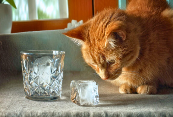 Glaçon chat Canicule