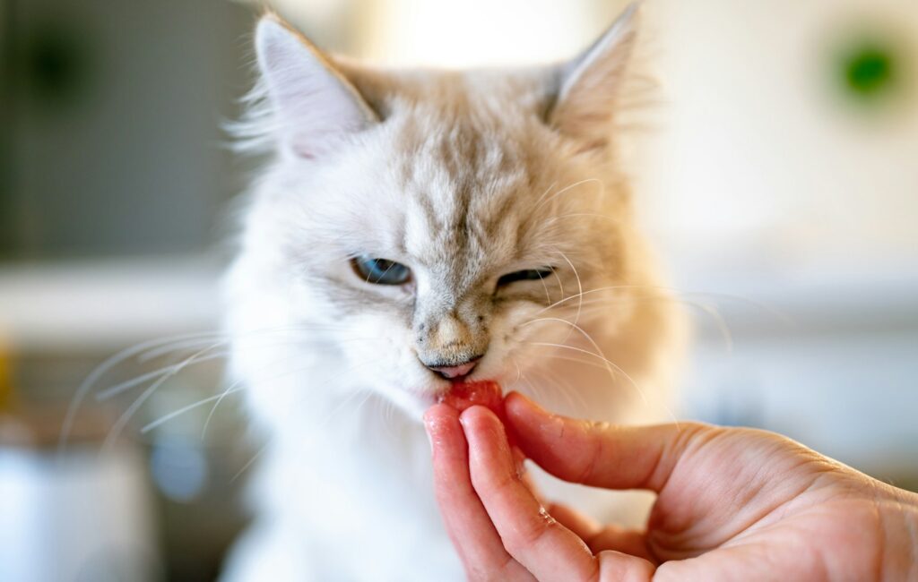 Aliments interdits pour chat