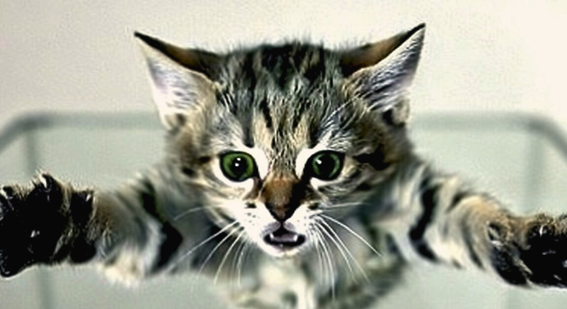 chaton qui retombe sur ses pattes