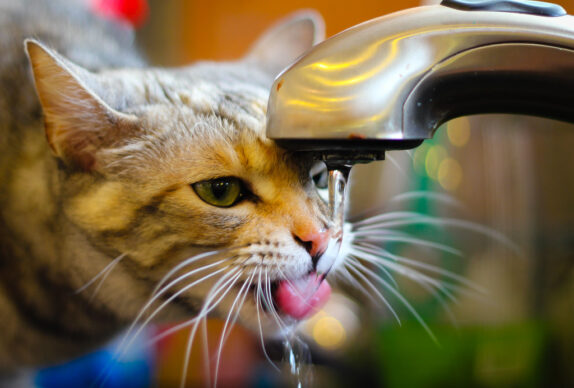 Chat qui boit au robinet