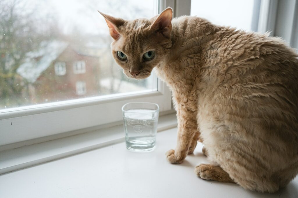 chat devant un verre d'eau