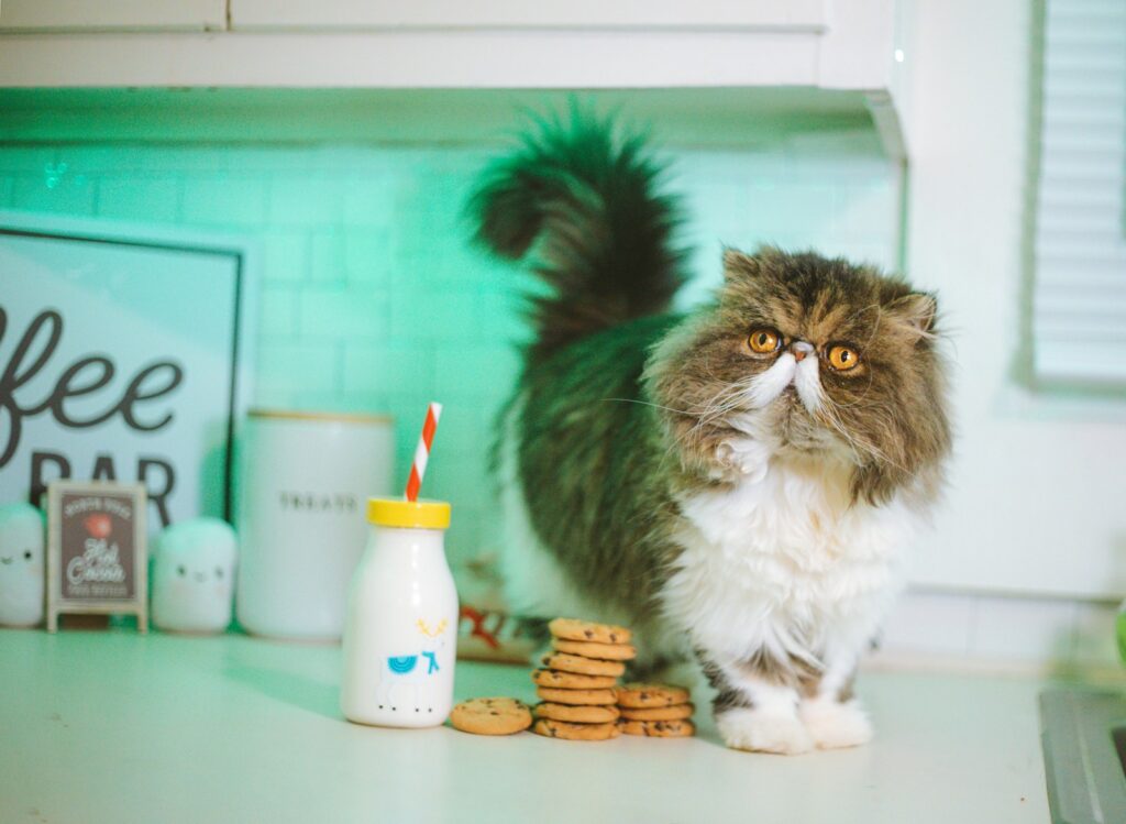 Des aliments interdits pour les chats